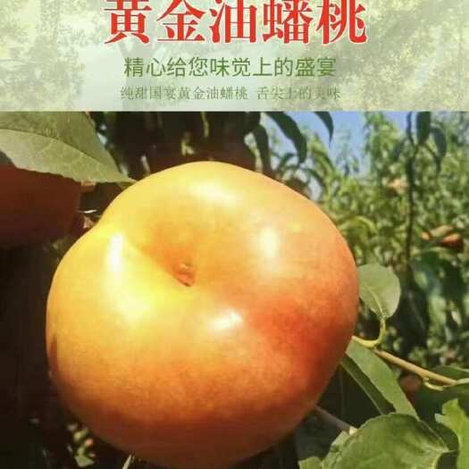 北京平谷大桃