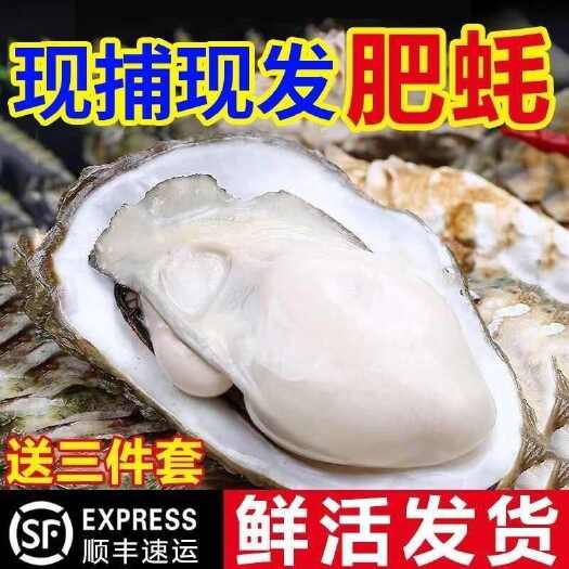 【顺丰】乳山生蚝鲜活牡蛎新鲜海鲜蛎子一整箱5蚝肉刺身鲜嫩