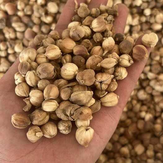 灵山县白豆蔻