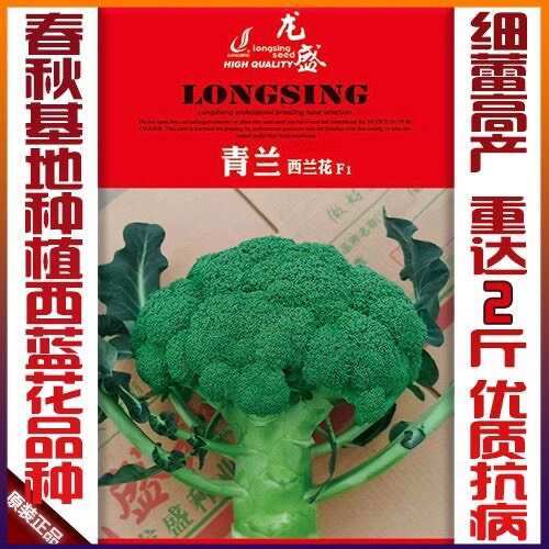 龙盛青兰基地种子西兰花种子中熟耐热耐寒青花菜绿花菜花椰菜种子