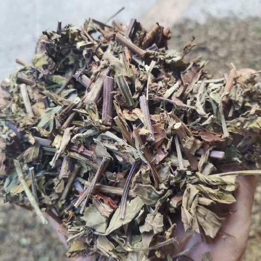 玉林【猫须草】精选新货猫须草新鲜中草药 肾茶化石草 泡茶批发