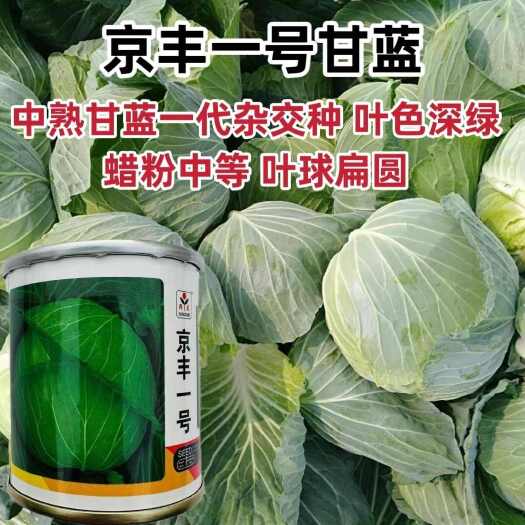 沭阳县京丰一号甘蓝种子老品种结球甘蓝菜扁包菜种籽中熟春秋包头菜种子
