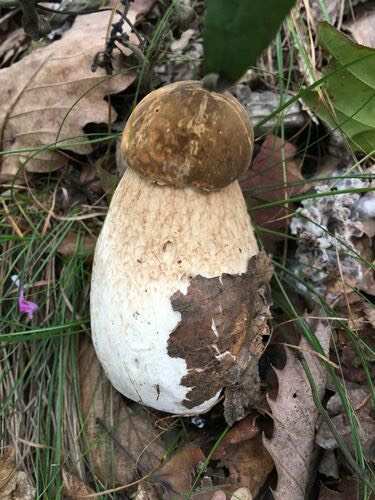 西丰县美味牛肝菌