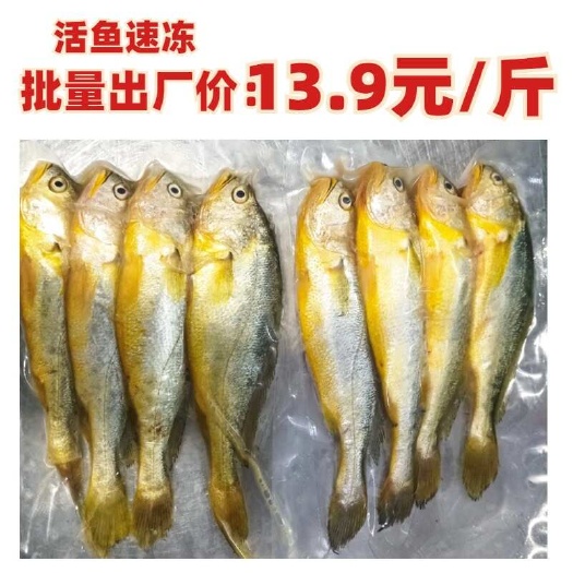 宁德【源头直供】宁德大黄鱼  黄花鱼   活冻4条/包  大量批