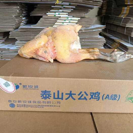 肥城市泰山大公鸡