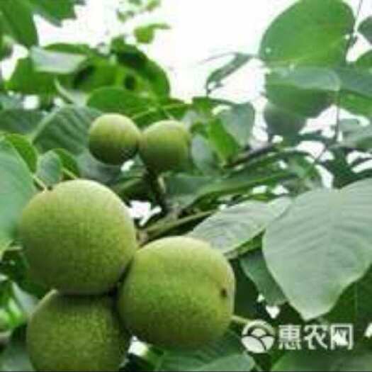 垣曲县需要青皮核桃老板联系（香菱、清香