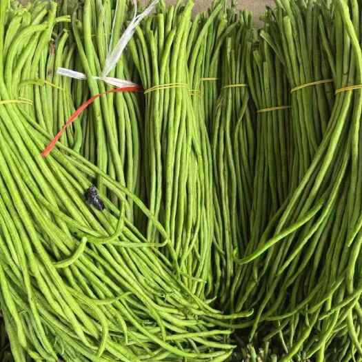 芒市豇豆四季豆无筋豆一件代发新鲜采摘大量上市欢迎订购可提供电商货