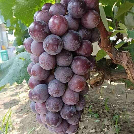 萧县夏黑葡萄甜大颗粒果穗紧致大穗
