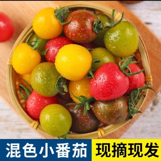 晋中圣女果