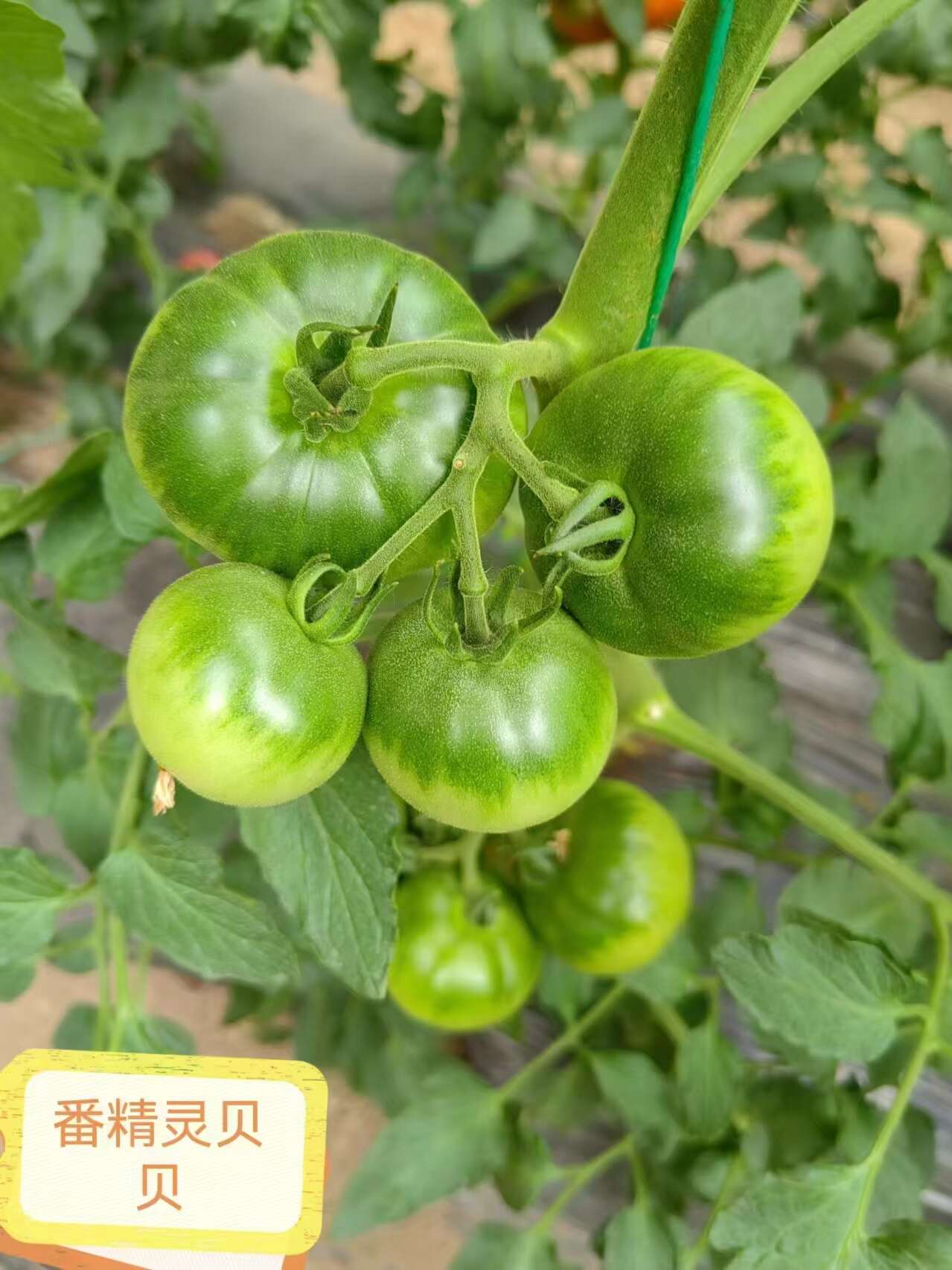 高品质口感型番茄种子 番精灵贝贝西红柿种子 草莓番茄种子