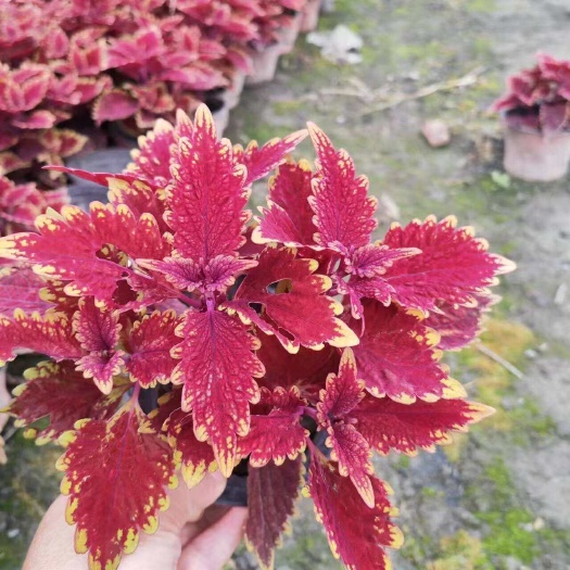 成都彩叶草