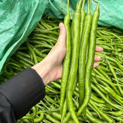 利川市精品线椒，大量上市，产地直发，供应全国，当天发车，欢迎咨询！