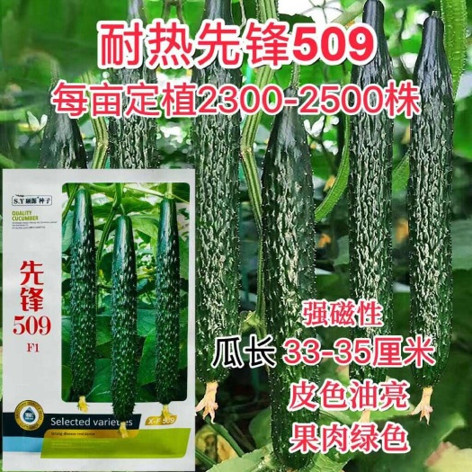 沭阳县耐热先锋509黄瓜种子