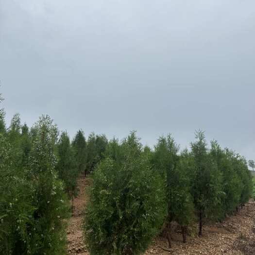 莒南县柏树苗 柏树苗木 山东柏树基地 常年批发各种规格柏树苗