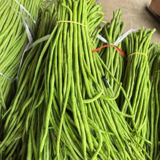 保山云南四季豆，無筋豆，油豆扁豆各種豆上市，產(chǎn)地直供，歡迎訂購(gòu)