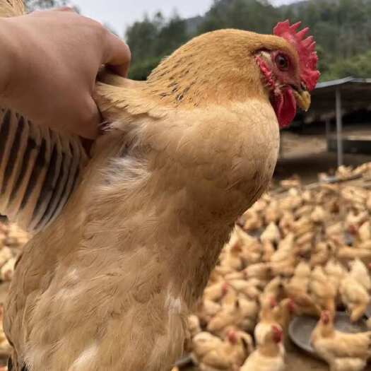 深圳各种鸡鸭鹅批发配送