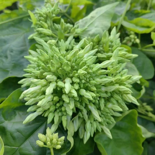 新鲜夜香花 清远特色稀奇古怪野菜 产地直供量大价优