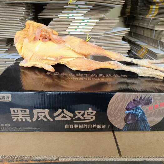 肥城市黑凤鸡