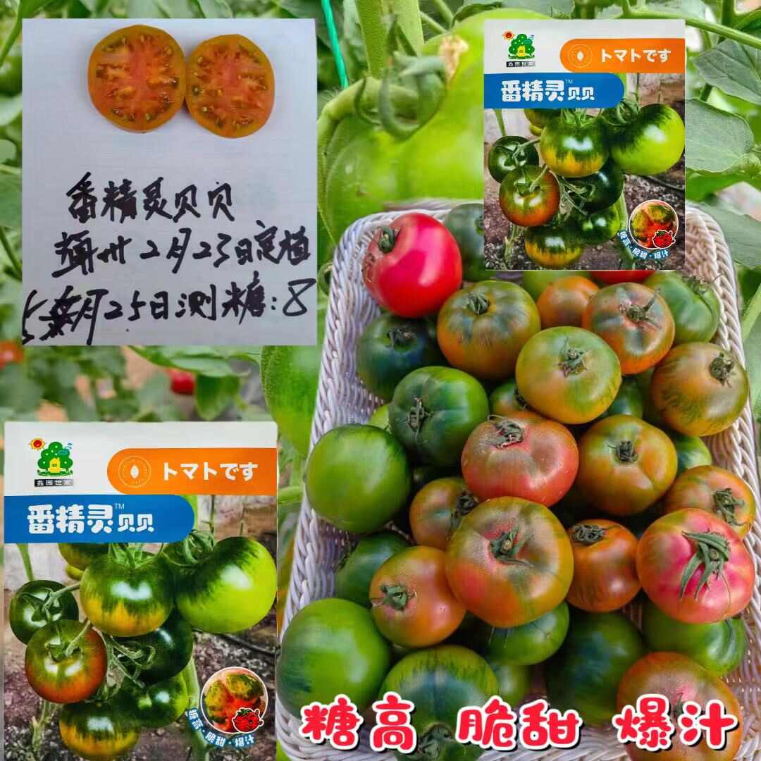 高品质口感型番茄种子 番精灵贝贝西红柿种子 草莓番茄种子