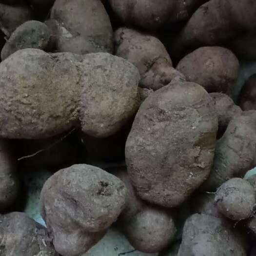 贞丰县三叶青
