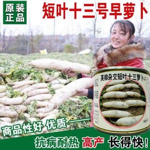 沭阳县白萝卜种子