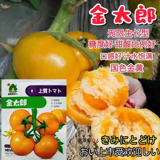 沭阳县金太郎黄色番茄种子大果型  花太郎花皮小番茄种子成熟后黄色