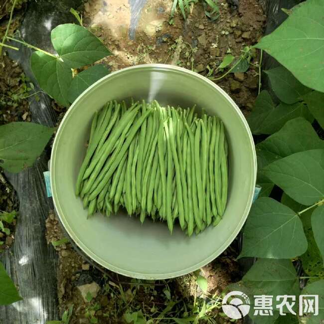 云南蔬菜，小金豆，四季豆，产地直供，冷库打冷，加工，