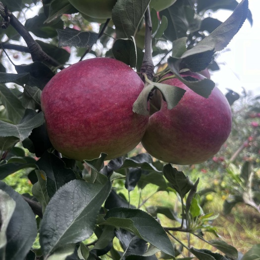 自家果园 华硕苹果大量有货 现货 欢迎联系
