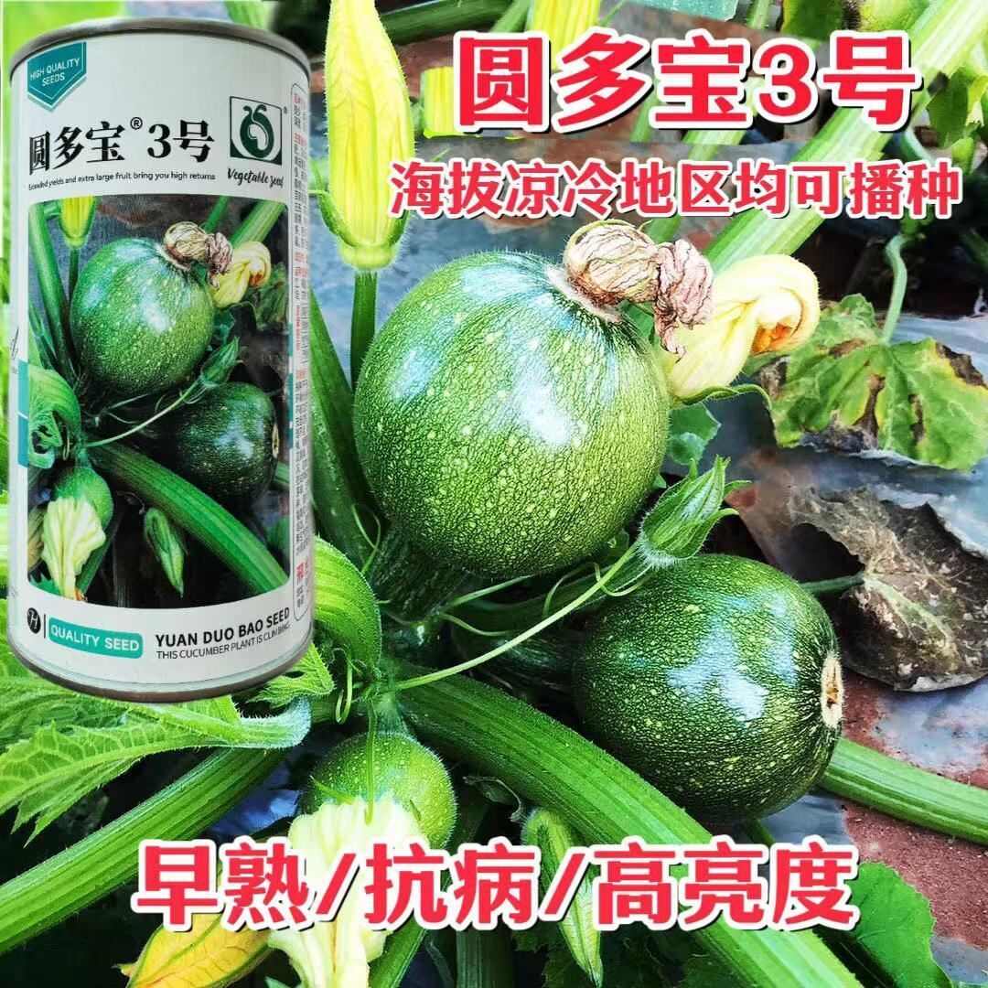 圆多宝3号西葫芦种子早熟抗病短蔓矮生圆形西葫芦种子小瓜种子