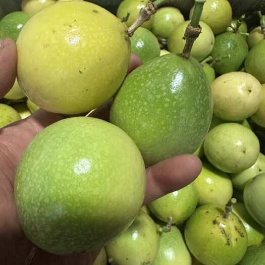广州黄金百香果