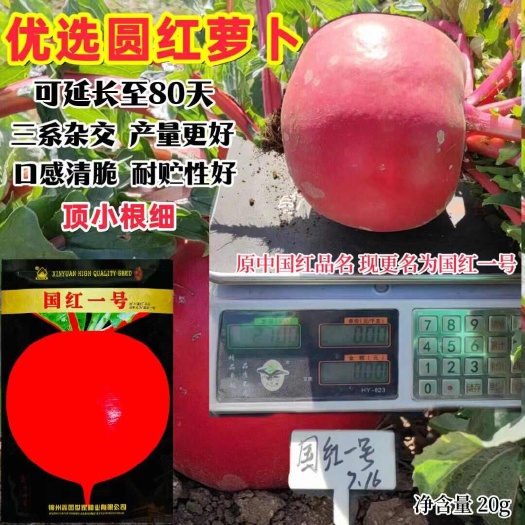 沭阳县中国红圆萝卜种子国红一号红萝卜种子