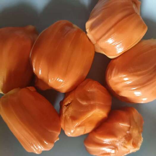 白沙县印尼红菠萝蜜苗