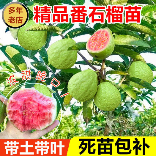 灵山县番石榴苗正品嫁接苗红宝石榴苗带土带叶发货广西苗圃基地一手货源
