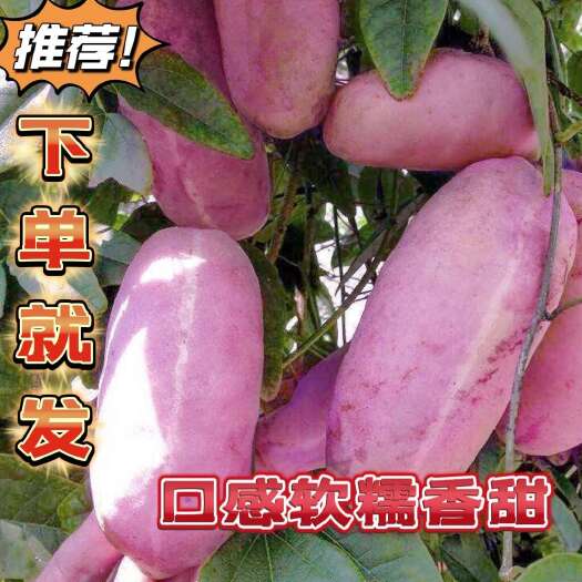 文山市野生八月瓜鲜果八月炸预知子新鲜水果稀奇古怪野香蕉