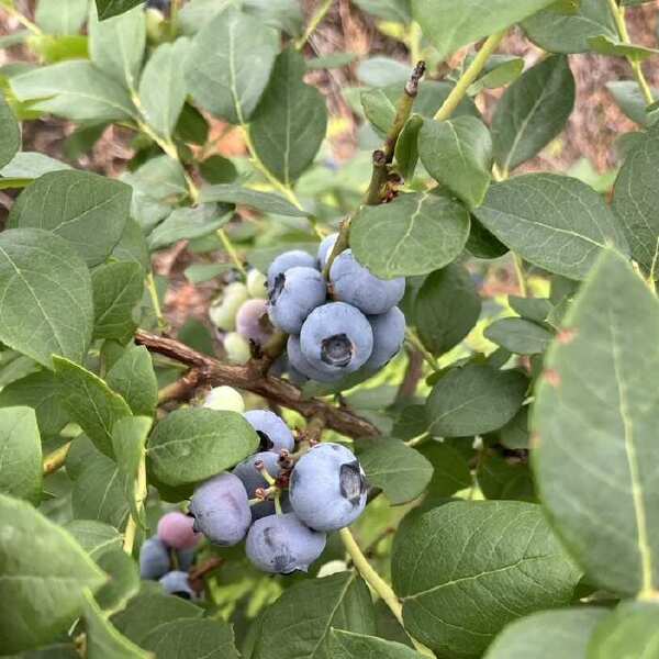 自家果园生态种植无农药500g现摘现发