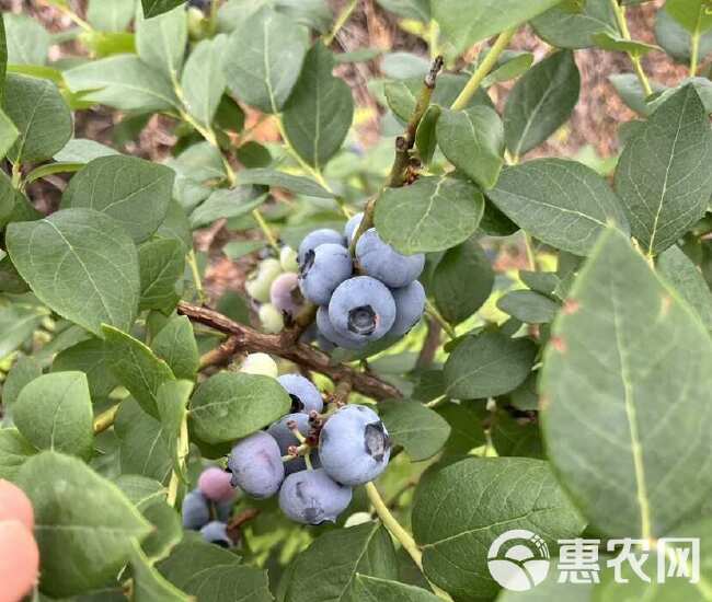 自家果园生态种植无农药500g现摘现发