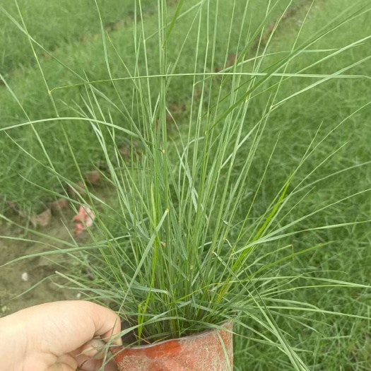 成都粉黛乱子草