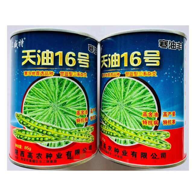 天油16号油菜籽种子  寒冷地区用油菜种子