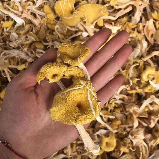 昆明鸡油菌   一手货源   价格便宜
