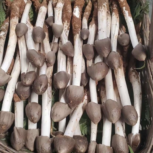 剑川县大量云南野生菌，有意的老板联系