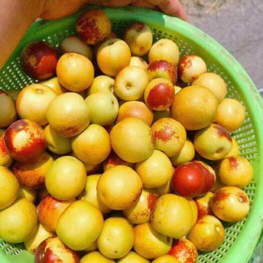 胶州市精品冬枣