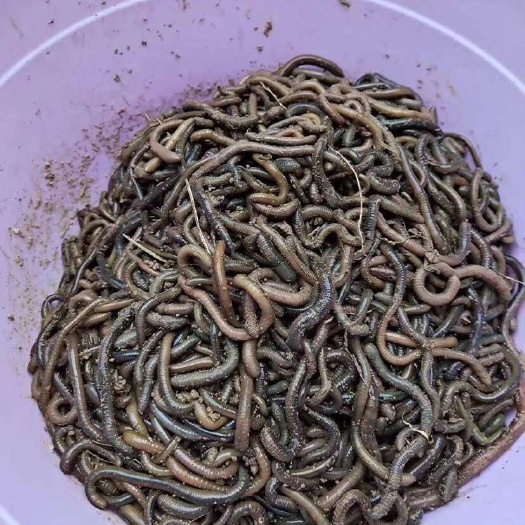 成武县青蚯蚓
