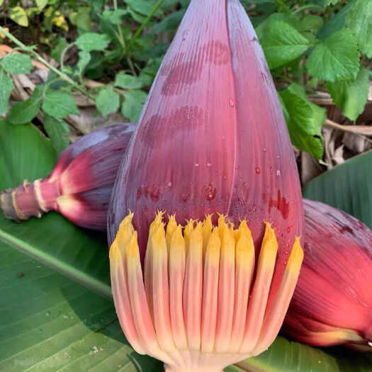 新平县芭蕉花
