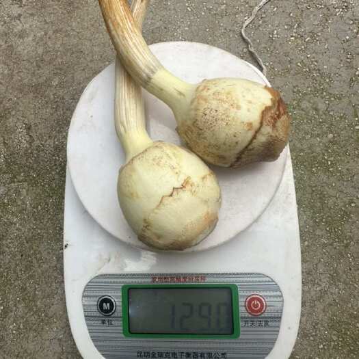 陆良县慈姑，茨菇