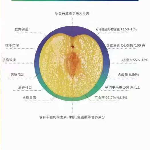 乐昌市一年一度黄金奈李即将采摘上市，欢迎大家定购品尝[抱拳][抱拳