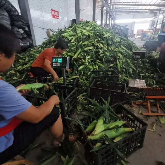 爆浆牛奶水果玉米