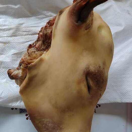 乳牛蹄 乳牛头带毛  
火烧 水退都可定做大量现货