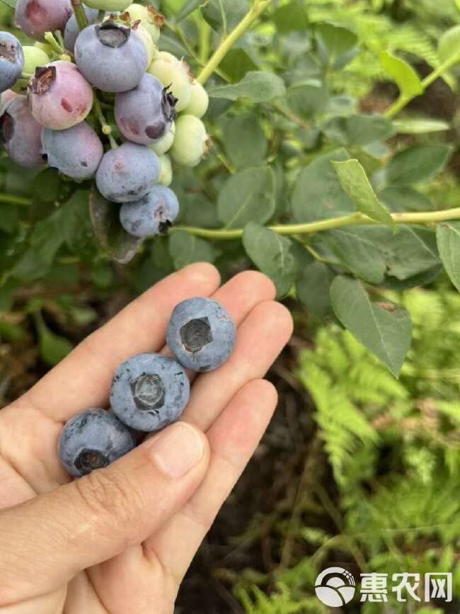 自家果园生态种植无农药500g现摘现发