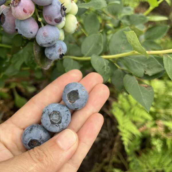 自家果园生态种植无农药500g现摘现发