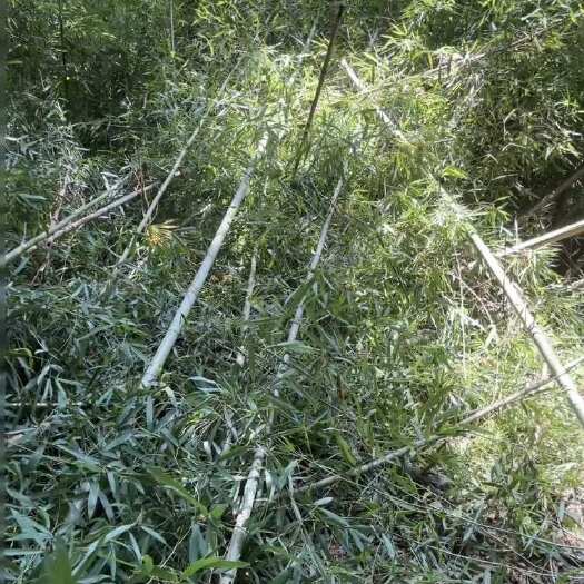 黎川县山里面大量竹子出售
